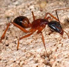 fire ants, electrical, pest control, Fire Ant