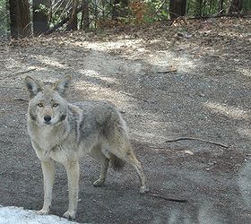 nature photos, Coyote at Yosemite California