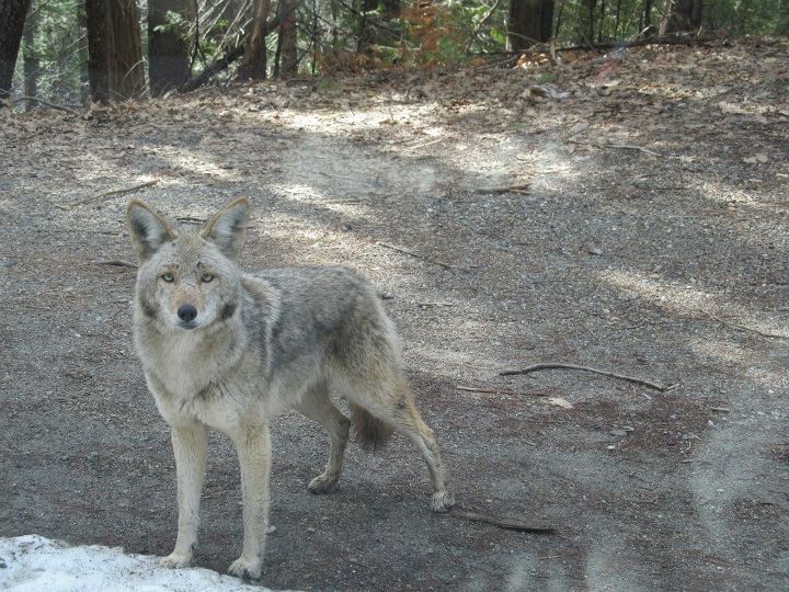 nature photos, Coyote at Yosemite California