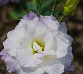 stan hywet s three acre great garden part 1, flowers, gardening, perennials, White and purple Lisianthus now called Eustoma alert growing near the Cutting garden