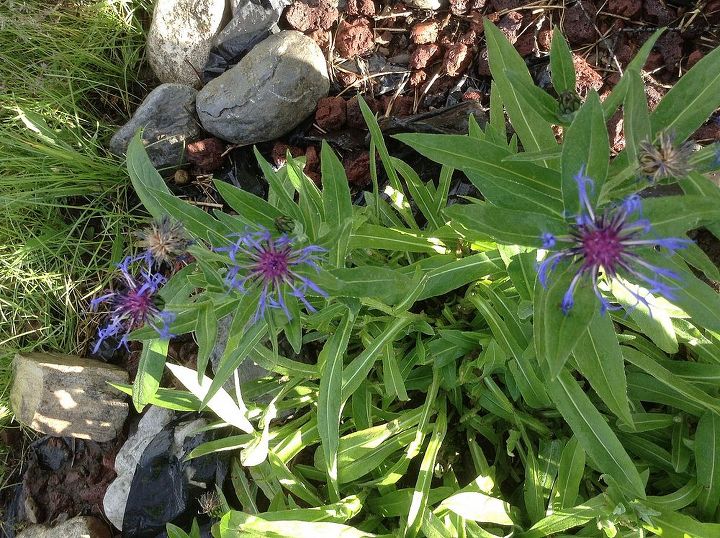 need info on a couple of flowering plants in my yard, flowers, gardening, This is the purple firecracker flower