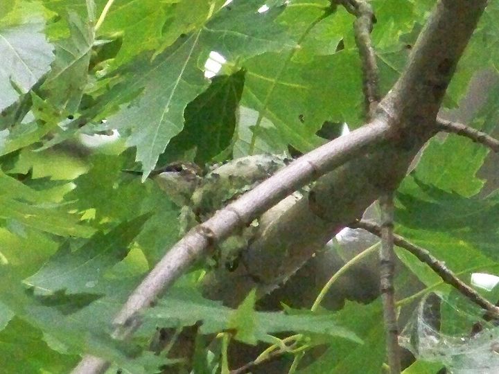 we found a hummingbird nest, gardening, The babies head and long beak