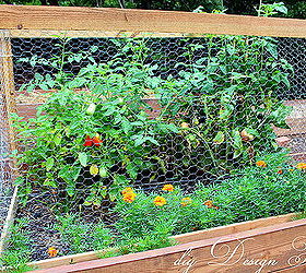 raised bed gardening, gardening, raised garden beds, We built cages for our tomatoes so that critters wouldn t get the harvest