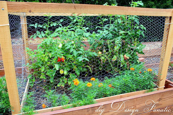 raised bed gardening, gardening, raised garden beds, We built cages for our tomatoes so that critters wouldn t get the harvest