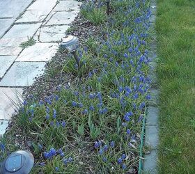 purple and blue flowers, flowers, gardening, The bed that parallels the driveway is full of grape hyacinths the other hyacinths are coming up as well as all the other flower bulbs The iris and gladiolis didn t completely die back so they are starting to green up as well
