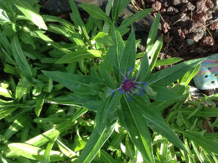 need info on a couple of flowering plants in my yard, flowers, gardening, another shot of the purple firecracker flower