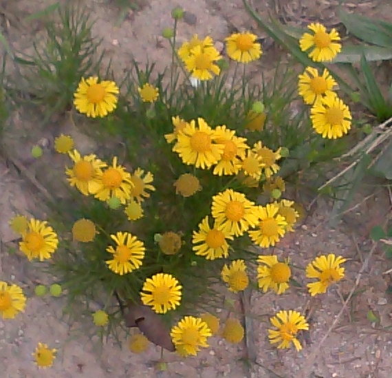 weed wildflower or invasive thug, flowers, gardening, I have narrowed this down to a yellow daisy I was thinking it might be a Tagetes of some sort or a coreopsis but can t find an exact match