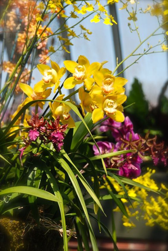 garden visit phipps conservatory s winter orchid show 2014, gardening