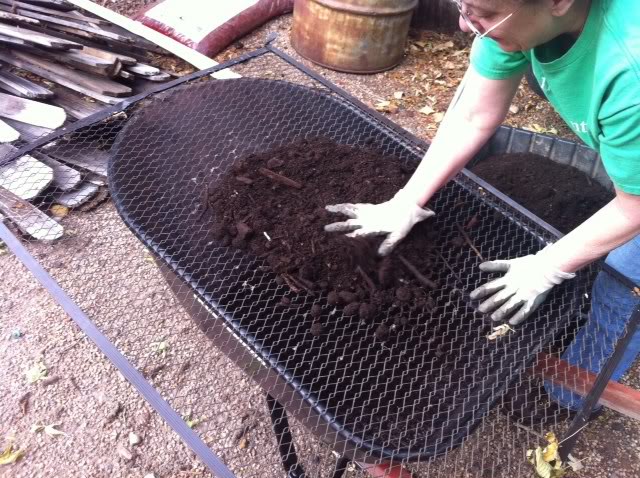 free compost, composting, gardening, go green, I sift the compost over a wheelbarrow using a door grate