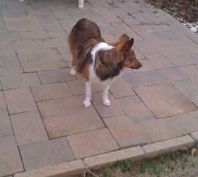 enlarging my patio, concrete masonry, diy, patio, My Sheltie Prissy modeling my completed patio After the two foot area was completed I dug an area around the edge and filled it with a fairly wet concrete mixture I then submerged trim stones to help hold the patio stones in place