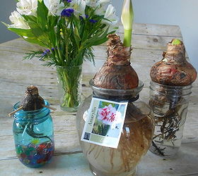 growing amaryllis in water, container gardening, gardening, I used several different types of containers to grow these Amaryllis bulbs