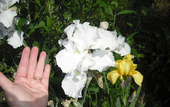 My Iris in old garden