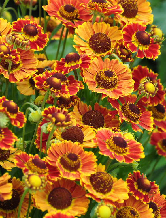great color for the late summer garden, flowers, gardening, Sneezeweed Helenium Feugo Mariachi Series