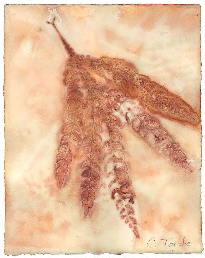ecoprint art created by steaming leaves against watercolor paper, composting, crafts, go green, Catalina Fernleaf Ironwood leaves 10 x 8 inches ecoprint on watercolor paper