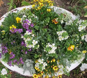 container garden in a vintage enamelware tub, container gardening, flowers, gardening, repurposing upcycling, ariel view of