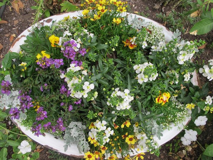 container garden in a vintage enamelware tub, container gardening, flowers, gardening, repurposing upcycling, ariel view of
