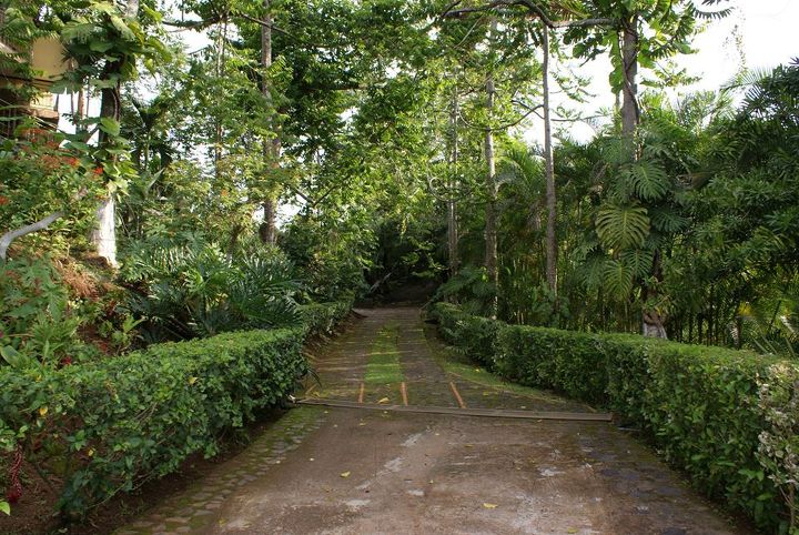 new pics costa rica 11 24 13, flowers, gardening, landscape, A jungle driveway is a big part of the landscape