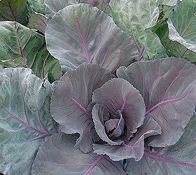 keeping your brassicas pest free, gardening, pest control, Red cabbage seems to be unaffected by the cabbage moth