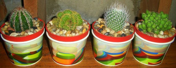 recycle used food cups and add river stones to make your cacti planters daintier, gardening, viola no sweat and you got a new daintier look of cacti at home