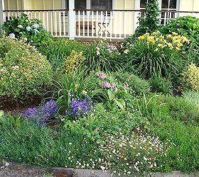 cottage garden flowers, flowers, gardening, outdoor living, Freshly trimmed front border with hydrangeas spirea fleabane a mystery purple blooming bulb and more daylilies
