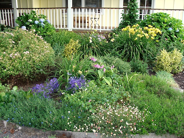 cottage garden flowers, flowers, gardening, outdoor living, Freshly trimmed front border with hydrangeas spirea fleabane a mystery purple blooming bulb and more daylilies