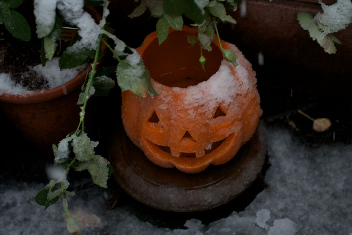 halloween in my urban garden jack o lanterns are birdwatchers, container gardening, flowers, gardening, halloween decorations, outdoor living, pets animals, seasonal holiday decor, succulents, urban living, HALLOWEEN 2011 Image with a story was featured in a 2011 post on TLLG s Blogger Pages