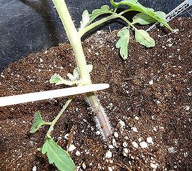 how to take care of your new tomato plants, container gardening, gardening, Plant the tomato up to the first set of lower leaves