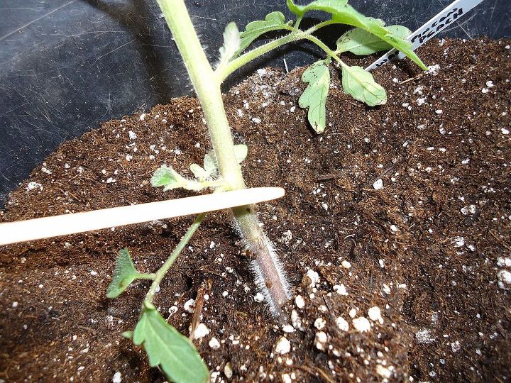 cmo cuidar tus nuevas plantas de tomate, Planta el tomate hasta el primer conjunto de hojas inferiores