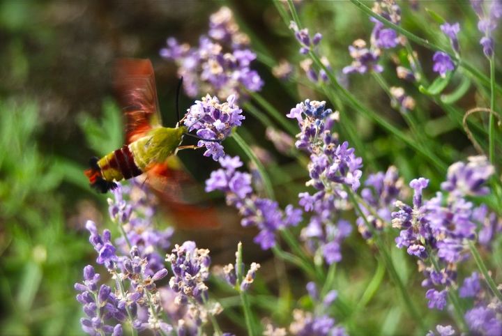 jardinagem na pensilvnia julho de 2013, Uma mariposa beija flor desfruta de um gole de lavanda no jardim da frente