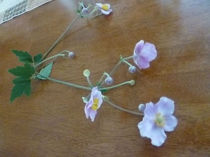 what is this flower, flowers, gardening