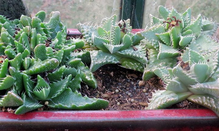 my garden in winter, container gardening, gardening, succulents, These ones are Crocodile Jaws Tiger Jaws