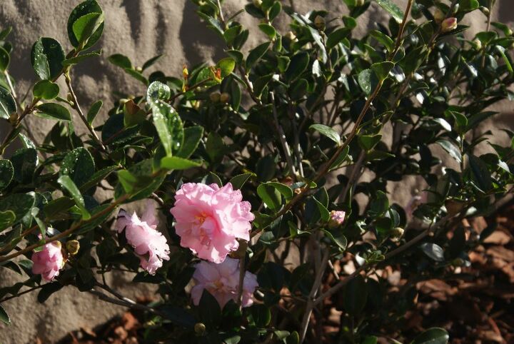 new sims landscape photos, gardening, landscape, Close up of Camellia cotton candy special order from Sims Landscape