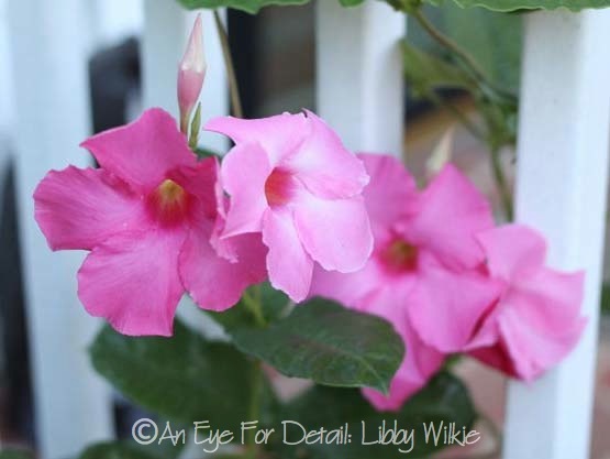 lots of color in my august garden, flowers, gardening, hibiscus, Wonderful climbing Hibiscus by the front door