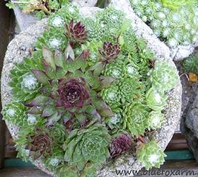 it s hypertufa time, concrete masonry, gardening, succulents, Hypertufa Pinch Pots are simple to make but oh so effective to use as a really pretty miniature display Choose only small species of Sempervivum and miniature versions of Sedum to plant in these