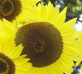 sunflowers, gardening