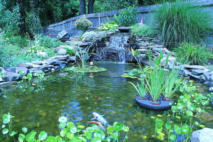 our personal oasis, gardening, landscape, ponds water features, Back yard water garden built by my husband and me our own personal oasis