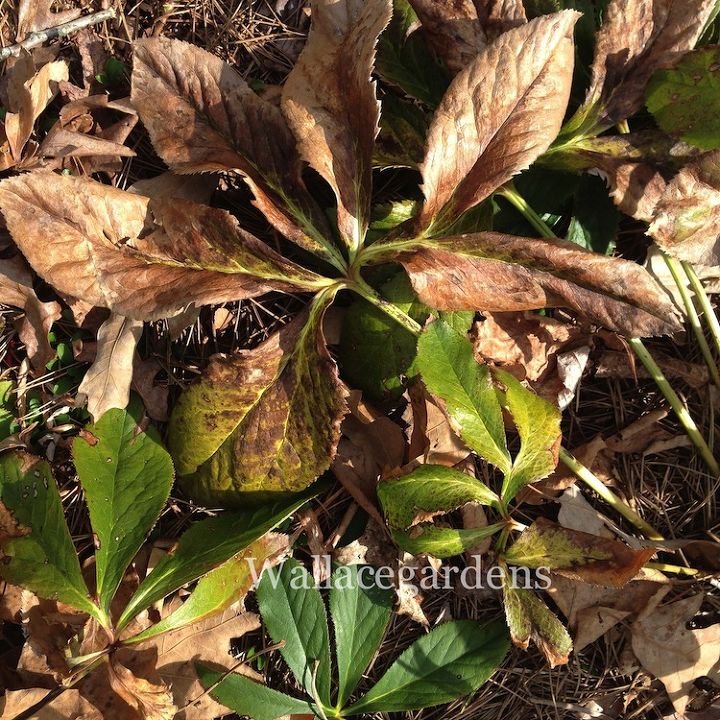 clean up after the polar vortex springgardening, container gardening, flowers, gardening, landscape, perennial, Another evergreen perennial Lenten Roses took quite a hit this year The clean up is quick and easy Cut the burned leaves down at the base of each plant Then take a look at the next photo