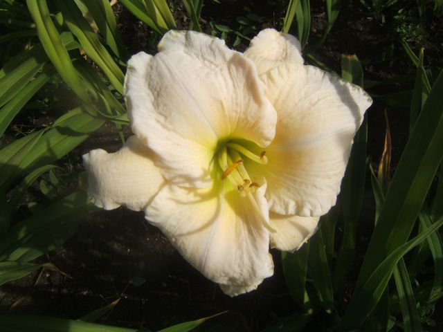 white flowers in the garden, flowers, gardening, Daylily White Hot Canyon Ridge Daylily Farm
