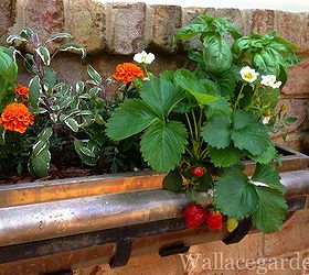 organic edible flowers, flowers, gardening, Marigolds sage basil and strawberries in a windowbox