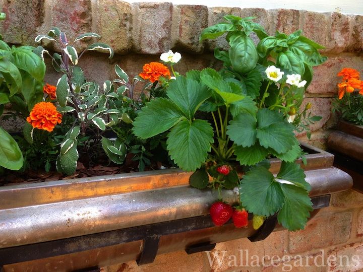 organic edible flowers, flowers, gardening, Marigolds sage basil and strawberries in a windowbox