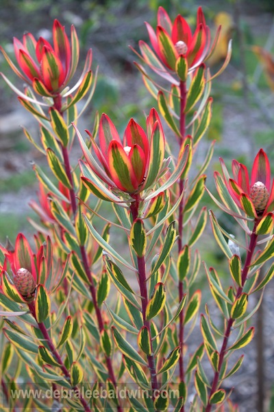 companion plants for succulents, Leucadendron Safari Sunset which hails from Australia via Gardening Gone Wild