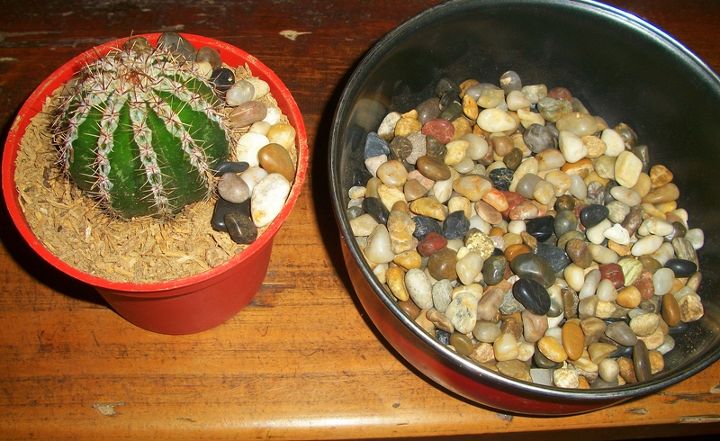 recycle used food cups and add river stones to make your cacti planters daintier, gardening, fill in the part where soil is seen