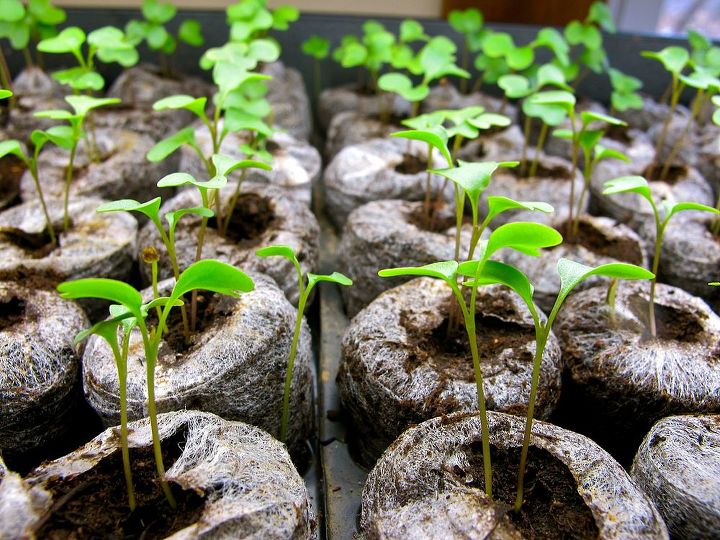 common seed starting problems and how to fix them, gardening, Legginess and stunted growth are also big problems when it comes to indoor seed starting