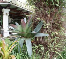 new pics 10 13 13, landscape, Bromeliads are epiphytes and grow on trees naturally