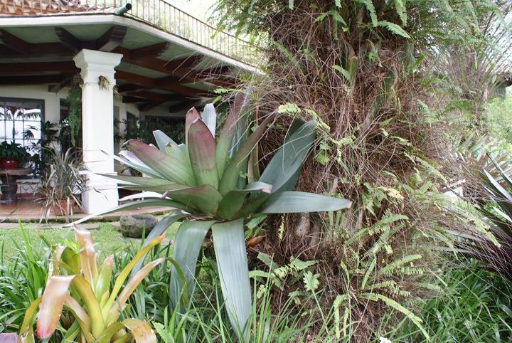 new pics 10 13 13, landscape, Bromeliads are epiphytes and grow on trees naturally