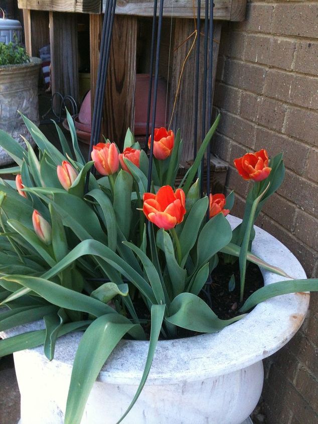 my flower garden this year, flowers, gardening, The Sunrise Tulips they were so glorious I just wish they lasted longer