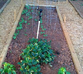 my vegetable garden, gardening, The Pole Beans have started coming up in back I used seeds Strawberry plants and Banana Pepper plants up front