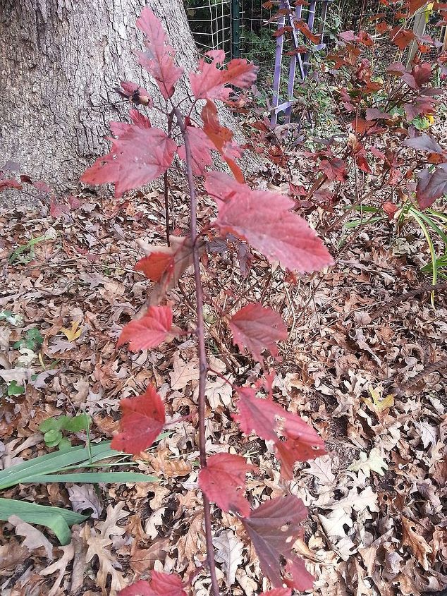 fall gardening under the mighty oaks, flowers, gardening, perennials, My Ninebark turning from purple to this beautiful red