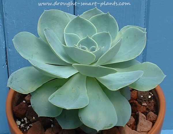 echeveria lovely and drought tolerant tender succulents, flowers, gardening, succulents, Echeveria glauca one of the most well known of all species