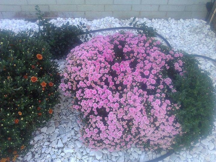 watering plants, flowers, gardening, hibiscus, Lavender Mum